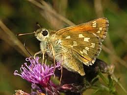 Attēlu rezultāti vaicājumam “Hesperia comma underside”