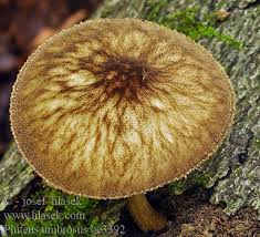 Attēlu rezultāti vaicājumam “Pluteus umbrosus”