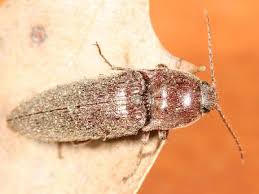 Attēlu rezultāti vaicājumam “Melanotus sp.”