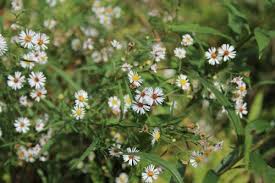 Image result for Aster lanceolatus