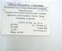 Attēlu rezultāti vaicājumam “Drepanocladus trifarius”