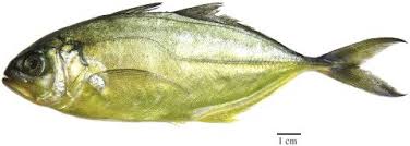 Image result for Caranx crysos