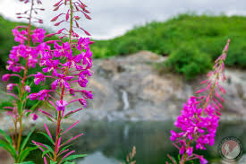 Attēlu rezultāti vaicājumam “Epilobium angustifolium bud”