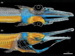 Image result for Atractosteus spatula