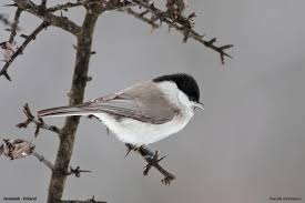 Attēlu rezultāti vaicājumam “Poecile montanus adult”