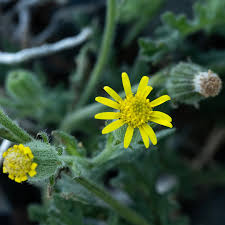 Attēlu rezultāti vaicājumam “Senecio vulgaris flower”