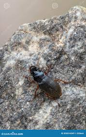 Attēlu rezultāti vaicājumam “Pseudoophonus rufipes”