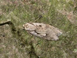 Attēlu rezultāti vaicājumam “Semioscopis avellanella”