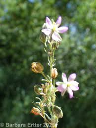Attēlu rezultāti vaicājumam “Spergularia rubra”