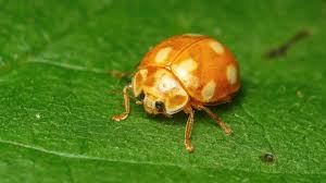 Attēlu rezultāti vaicājumam “Calvia decemguttata”