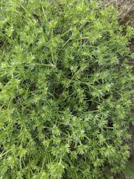 Attēlu rezultāti vaicājumam “Scleranthus annuus”