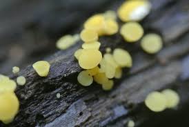 Attēlu rezultāti vaicājumam “Hymenoscyphus imberbis”