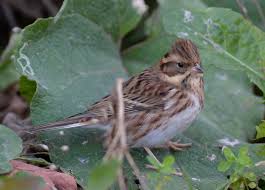 Image result for Emberiza rustica