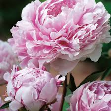 Image result for Pfingstrose