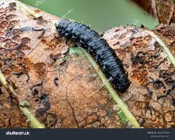 Attēlu rezultāti vaicājumam “Agelastica alni larva”