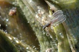 Attēlu rezultāti vaicājumam “Harmandia”