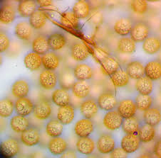 Attēlu rezultāti vaicājumam “Craterium aureonucleatum young”