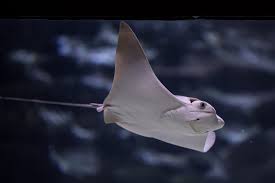 Image result for Rhinoptera bonasus