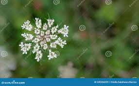 Attēlu rezultāti vaicājumam “Daucus sativus flower”