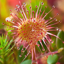 Attēlu rezultāti vaicājumam “Drosera rotundifolia flower”