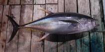 Image result for Thunnus albacares