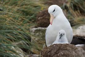 Image result for albatross dead chick