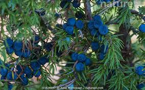 Attēlu rezultāti vaicājumam “Juniperus communis fruit”