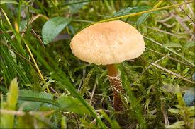 Attēlu rezultāti vaicājumam “Cystoderma amianthinum”