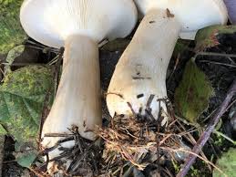 Attēlu rezultāti vaicājumam “Clitocybe nebularis”