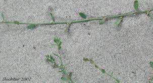 Attēlu rezultāti vaicājumam “Polygonum aviculare leaf”