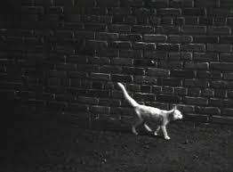 Image result for invisible cat