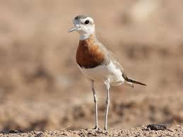 Image result for Charadrius asiaticus