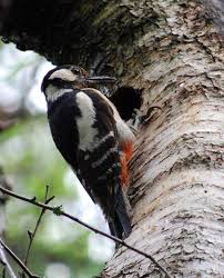 Attēlu rezultāti vaicājumam “Dendrocopos major female”