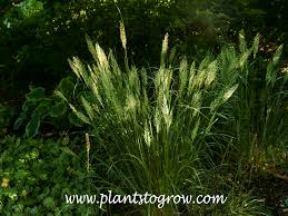 Attēlu rezultāti vaicājumam “Calamagrostis arundinacea leaf”