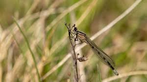 Attēlu rezultāti vaicājumam “Enallagma cyathigerum”