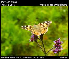 Attēlu rezultāti vaicājumam “Vanessa cardui”