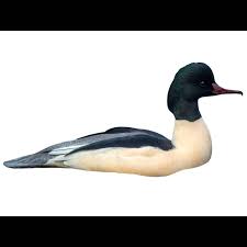 Attēlu rezultāti vaicājumam “Mergus merganser”