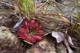 Attēlu rezultāti vaicājumam “Drosera x obovata leaf”
