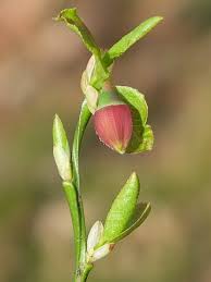 Attēlu rezultāti vaicājumam “Vaccinium myrtillus flower”