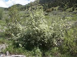 Attēlu rezultāti vaicājumam “Crataegus douglasii”