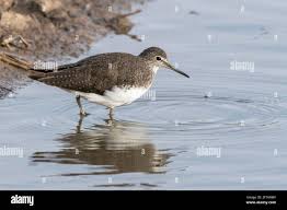 Attēlu rezultāti vaicājumam “Tringa ochropus”