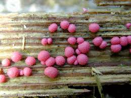 Attēlu rezultāti vaicājumam “Lycogala exiguum aggr. macro”