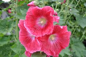 Image result for Alcea rosea