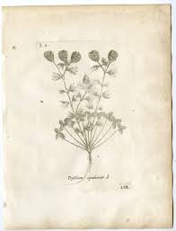 Attēlu rezultāti vaicājumam “Trifolium spadiceum”