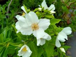 Attēlu rezultāti vaicājumam “Philadelphus lemoinei flower”