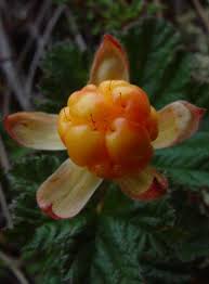 Attēlu rezultāti vaicājumam “Rubus chamaemorus flower”