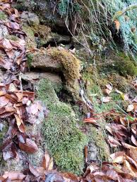 Attēlu rezultāti vaicājumam “Philonotis calcarea”