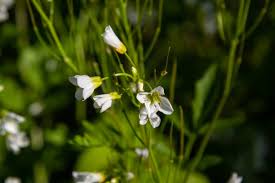 Attēlu rezultāti vaicājumam “Cardamine amara flower”