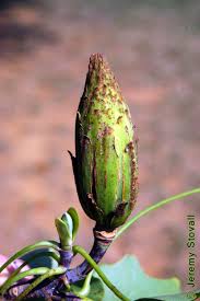 Attēlu rezultāti vaicājumam “Liriodendron tulipifera fruit”