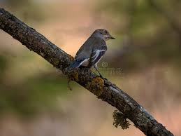 Attēlu rezultāti vaicājumam “Ficedula hypoleuca juvenile”